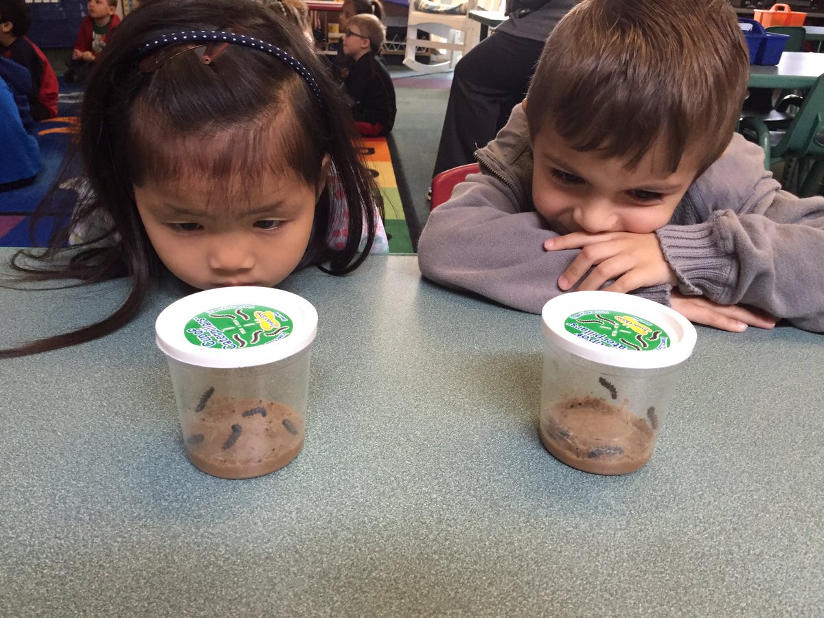 ScovillSmarties's tweet image. They have arrived! 🐛#butterflyinvestigation #miniscientists @CatenaColts