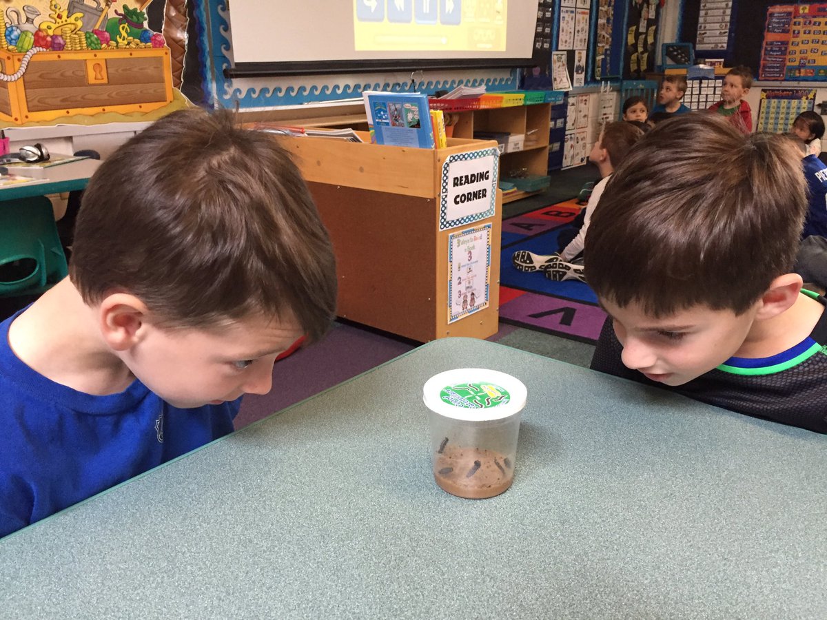 ScovillSmarties's tweet image. They have arrived! 🐛#butterflyinvestigation #miniscientists @CatenaColts