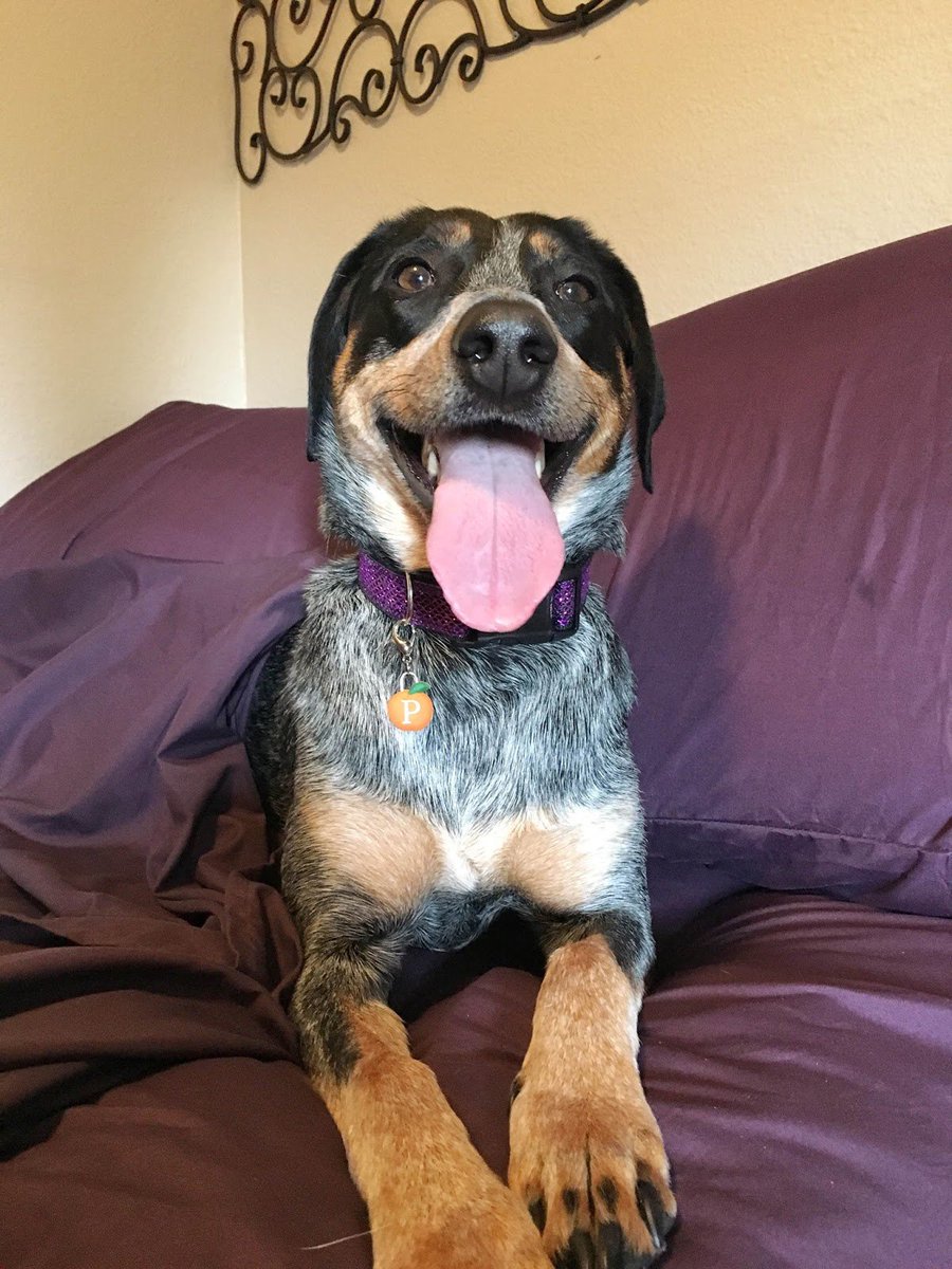 PeachSkinSheets's tweet photo. New 1500tc Soft #PeachSkinSheets product review featuring Sawyer https://t.co/DKS89twtKe @TheHappyMutts #BestSheets https://t.co/PikGyJ64cd