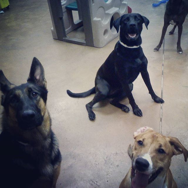 Busy week ahead? Give him the play he needs at #DoggieDayCamp! ptsmrt.co/6015BYlPX (IG petsmartpetshotel267)