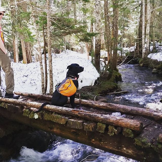 ThePassLife's tweet photo. Spring is coming - who's ready? #thepasslife #hikingwithdogs #getoutside [P: @ShadowPatrol https://t.co/SvH6GAvtOa