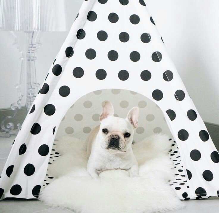 teacuptutucharm's tweet photo. I am so cute in my teepee!! 🐶❤🐾 Come see the selection at https://t.co/fwFlVOW7Mb xoxo #dog #love #teacuptutucharm https://t.co/sf4U1dCkj0