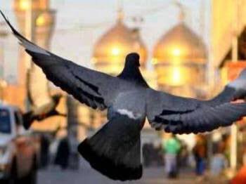 Oday81o's tweet photo. عظم الله اجر أباً صالح https://t.co/8PUTr5Ys01