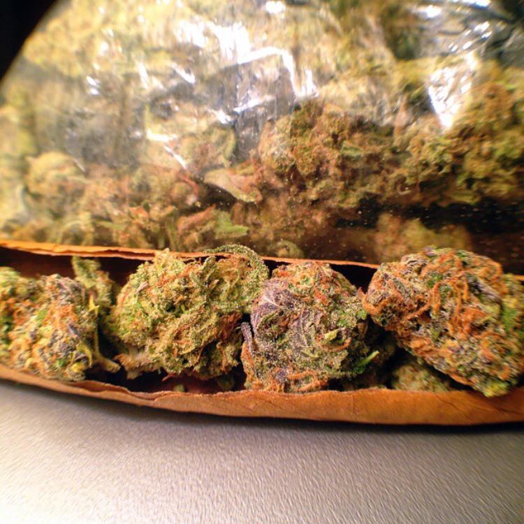 Gorrila Glue on deck . Order your strains here at saintmaryhouse.com <a href="/CheechMarin/">Cheech Marin</a> <a href="/Used_Shoes/">Wesley Anderson</a>