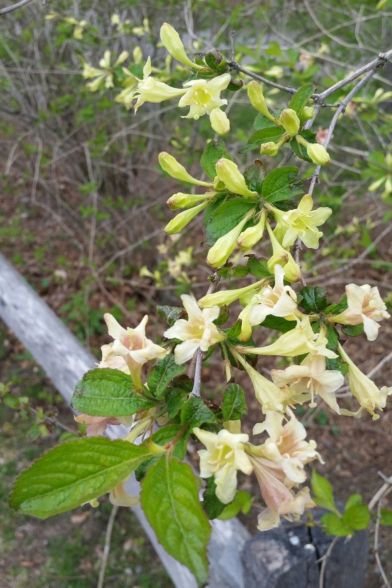 Weigela subsessilis has flowers which age to pink. Open habit. First species to bloom in #spring. Korea. #shrub