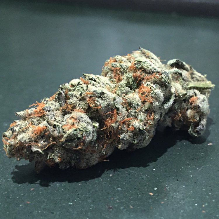 Marijuana Plants -<a href="/tommychong/">Tommy Chong</a> <a href="/CheechMarin/">Cheech Marin</a> <a href="/cheechandchong/">Cheech & Chong</a> @MassRoots <a href="/TheWeedBlog/">The Weed Blog</a> @Budbay05 saintmaryhouse.com