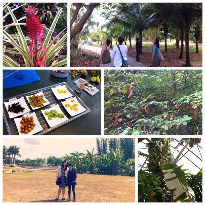 sarahwyling's tweet photo. Ended #AAAS2016 with a tropical adventure to Florida's Fruit and Spice Park! @fruitnspice @rrrwong @cleeprof https://t.co/ovH4V68cqm