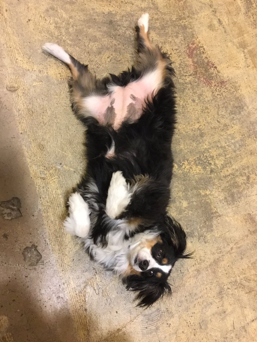 DesignsEvent's tweet image. A day @WeWorkBOS w/ Piper #dogsoftwitter #boston #wework @WeWork #aussie #work #monday #mondaymotivation #southie