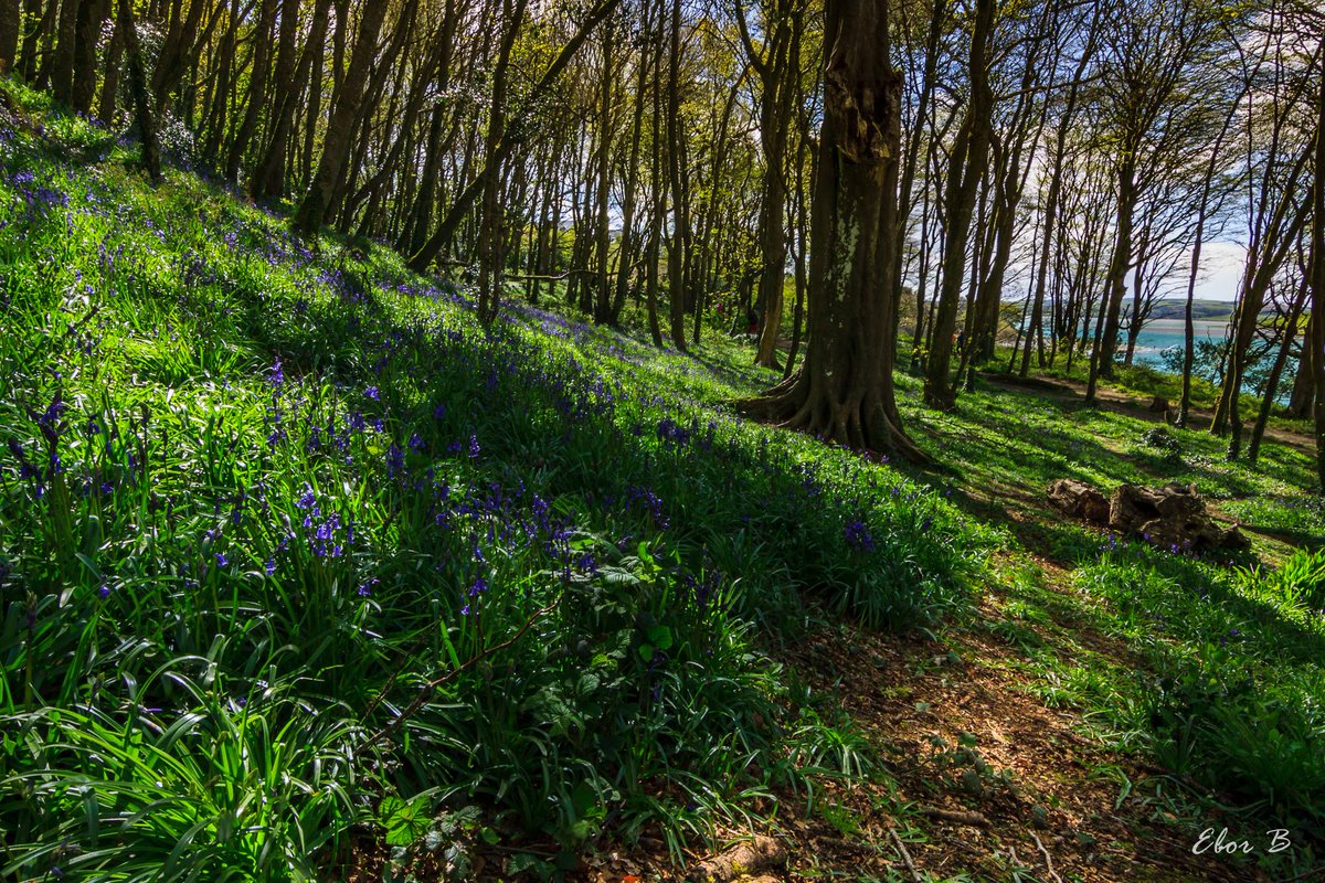 eborbenson's tweet photo. Bluebells out in force at Courtmac Woods #courtmacsherry #westcork #wildatlanticway @deric_hartigan #3eweather https://t.co/46h9h9Sal6