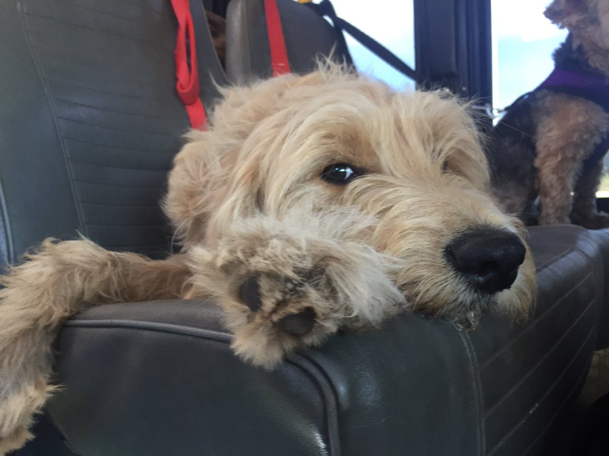 CrateEscape1's tweet photo. Paisley's first day with her new pack and she's all played out🐾 #Airdrie #doggiebus https://t.co/APv6B2AEaY