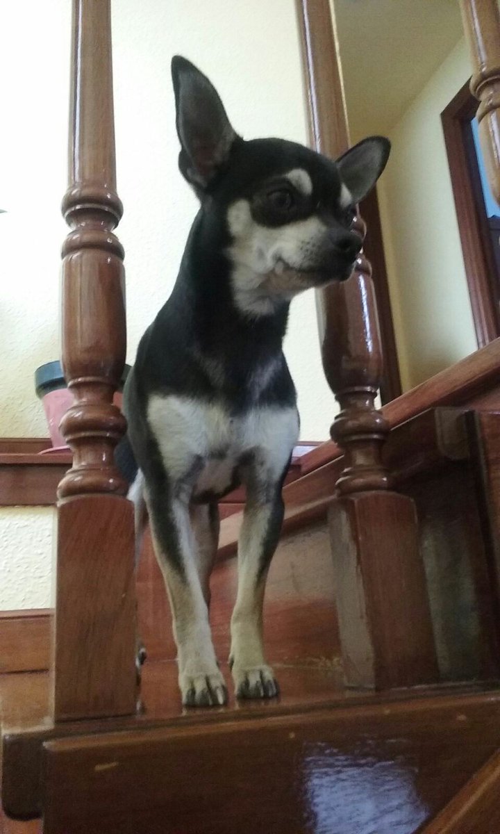 Zulepeke9's tweet photo. Coco ha desaparecido hoy en Ceceñas.Es un chihuahua negro.Si alguien le ha visto o sabe algo avisadme POR FAVOR RT!! https://t.co/KMoijKqVoF