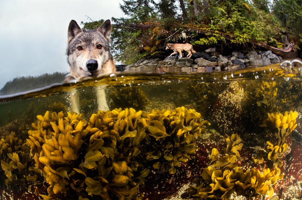 Seafood specialists that look like this? Photog Ian McAllister's portrait of BC "sea wolves" calacade.my/1W4h3QP