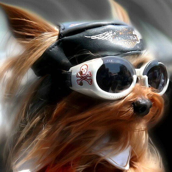 teacuptutucharm's tweet photo. I hope you are rocking your Monday!! 😎 Use FREESHIPPING today on all shades for your Pooch!! https://t.co/fwFlVOW7Mb https://t.co/erajChwX90
