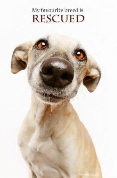 We hope yours is too! #AdoptDontShop #SacDogDays