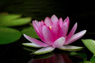 Torquay Market Holistic Hub will be holding its monthly drop in day tomorrow 3rd May upstairs in the market from12pm