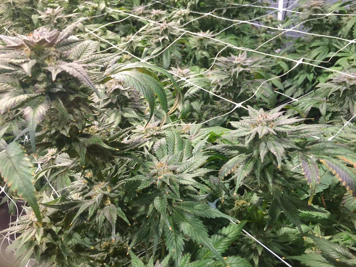 mmgagriculture's tweet image. #grandaddypurps #readytoharvest #method7