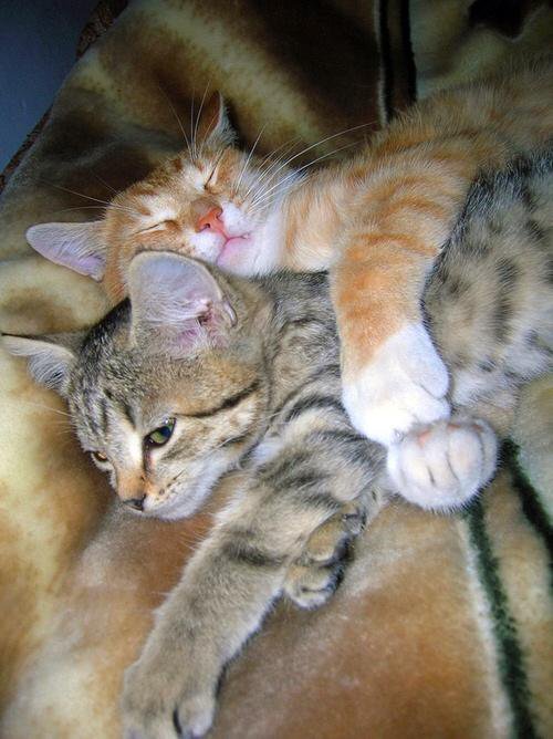 suorlela's tweet photo. @Florencdigioflo notte fratellino i saluti qui https://t.co/qRPdqHmTtU