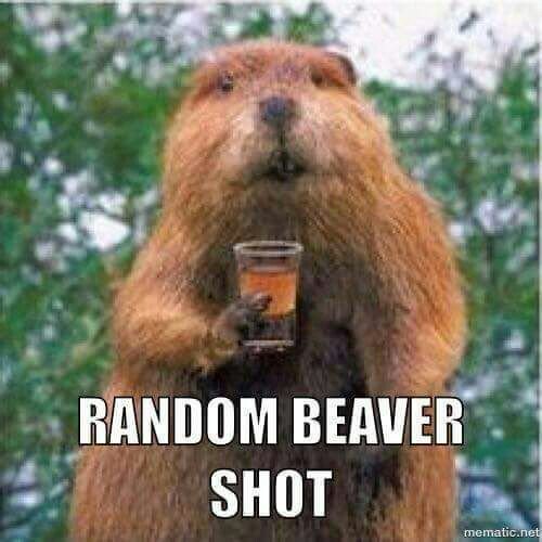 Fireflies208's tweet photo. All these #guys wanting #beavershots here you go! https://t.co/4VblFH3x2r
