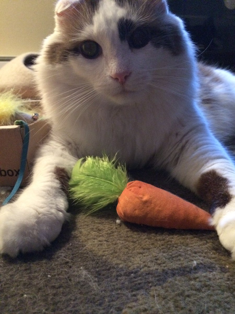 KaviScskye's tweet photo. Kavi says Eat your vegetables!@catsofinstagram https://t.co/rIwTjrGb6W