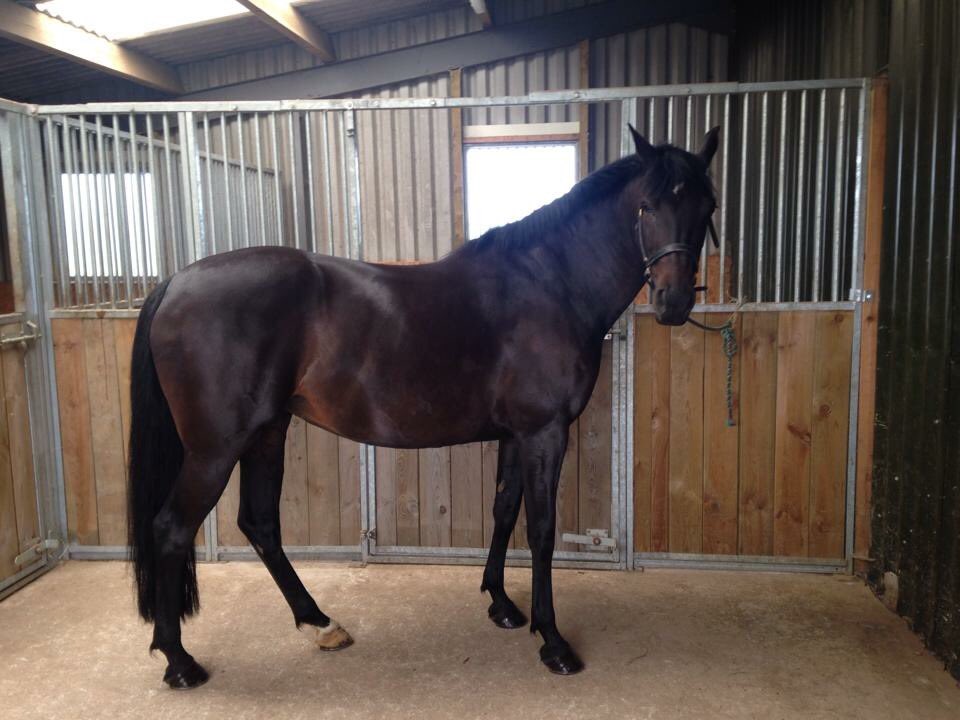 HarlequinEquine's tweet photo. Hopefully beautiful beanie will be in foal to Cevin Z by the end of the month 😍 #whatdreamsaremadeof https://t.co/EBdQHLAtdz