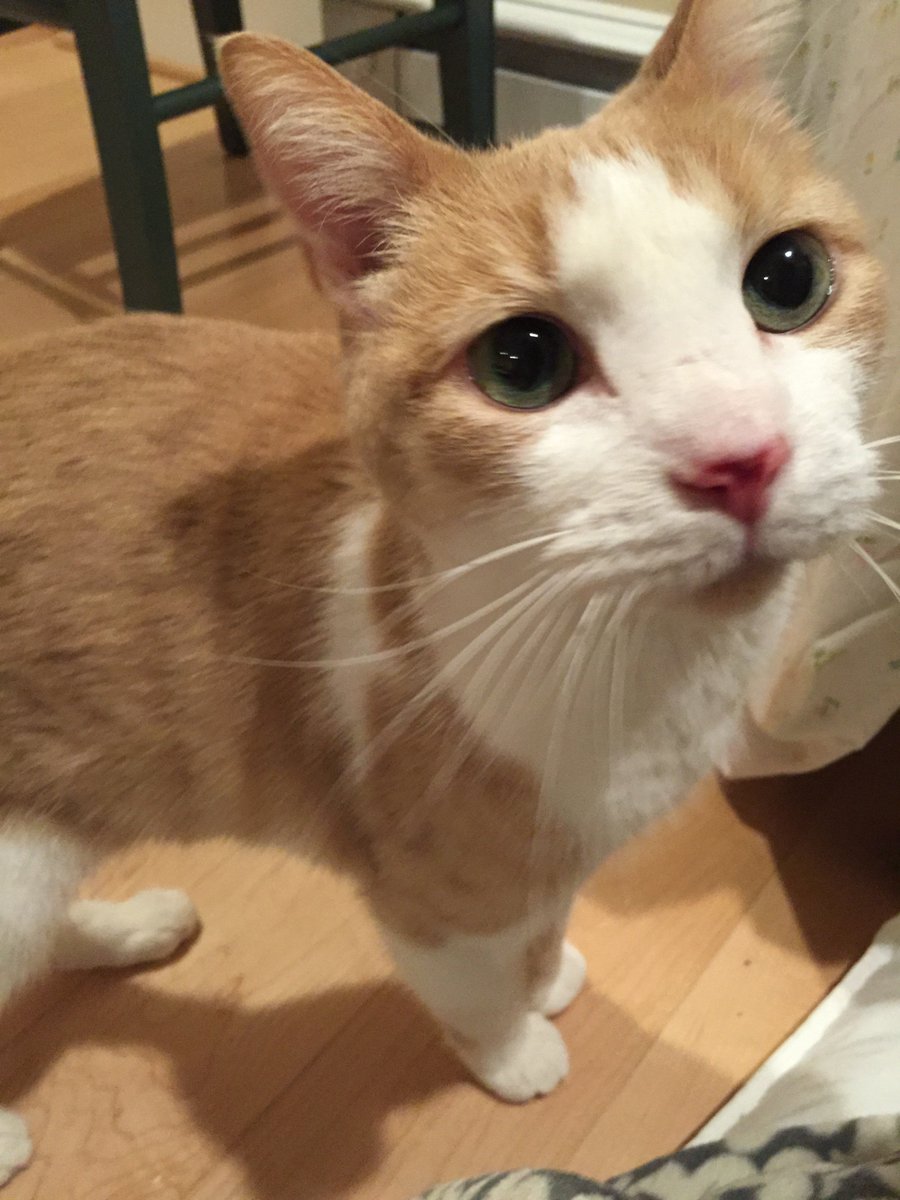AdoptaKittyDC's tweet photo. PButter also thanks @lostdogrescue for caring 4 her while she waits for a new home! #adopt @ https://t.co/XHhsip41xx https://t.co/I65hDemU9L