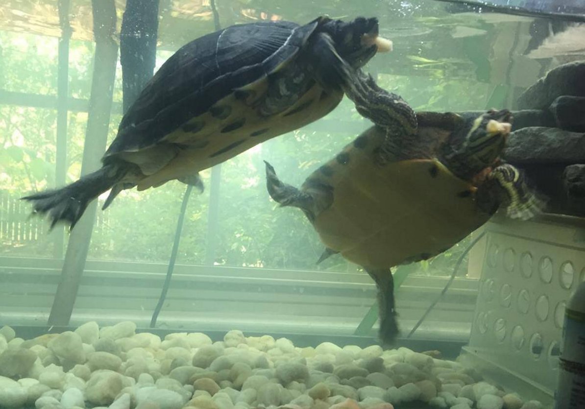 PacificRoseAppl's tweet photo. Photo shared by our Facebook friend, Ronna, of her turtles Reggie and Luigi enjoying a piece of #PacificRose apple! https://t.co/AH2SX0ZLck