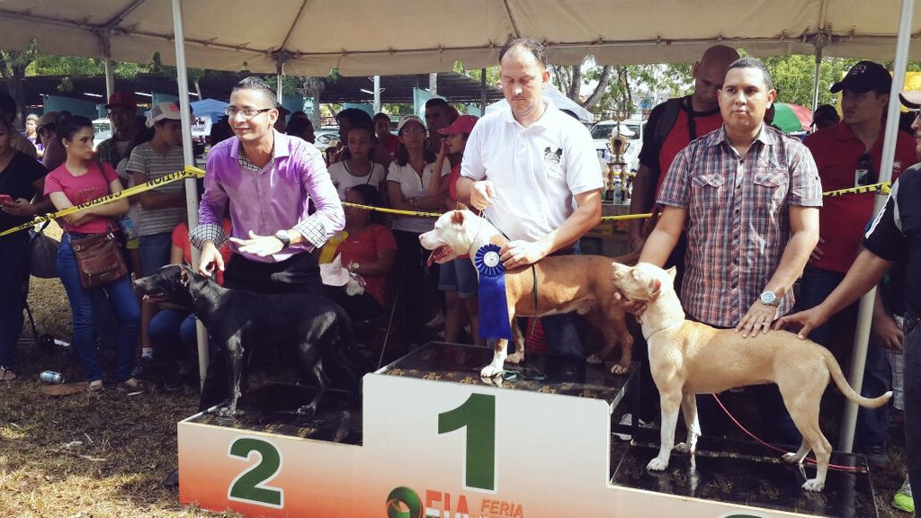Bullpanama's tweet photo. ¡Felicidades! a Toby 1er lugar en la #FeriaDeAzuero el es #TeamBullPanamá ☝👏👏👏 manejador y dueño Ariel Castillero. https://t.co/1G3Jj2ThUz