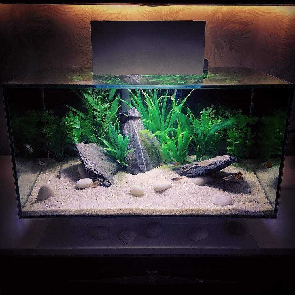 Akvaristan's tweet photo. #akvaristan #aquarium #akvaryum #aquarien #fluvaledge #fluval #tropicalfishtank #tropicalfish #WETARMS #fishtank #a… https://t.co/xo7y2CZtwR