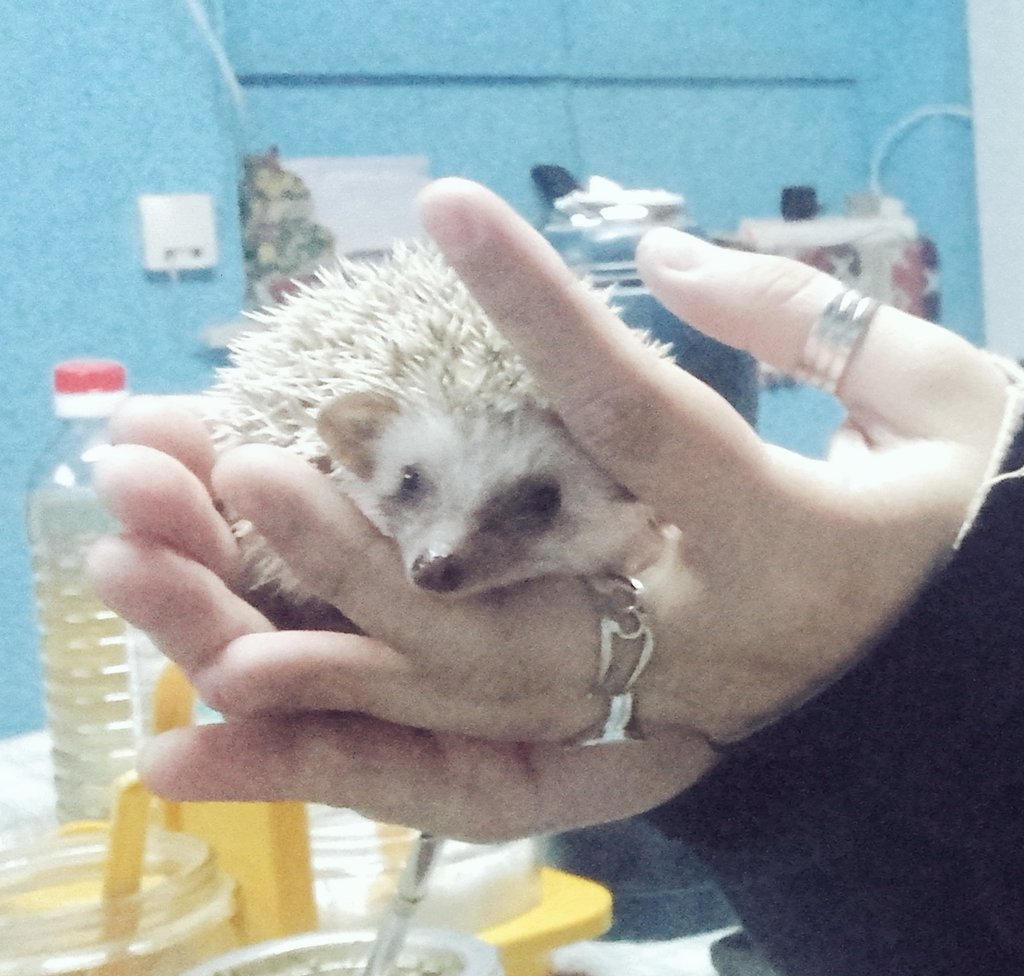 DVaudagnaCABJ's tweet photo. Nueva mascota #Calitos https://t.co/PpCffiwMnN