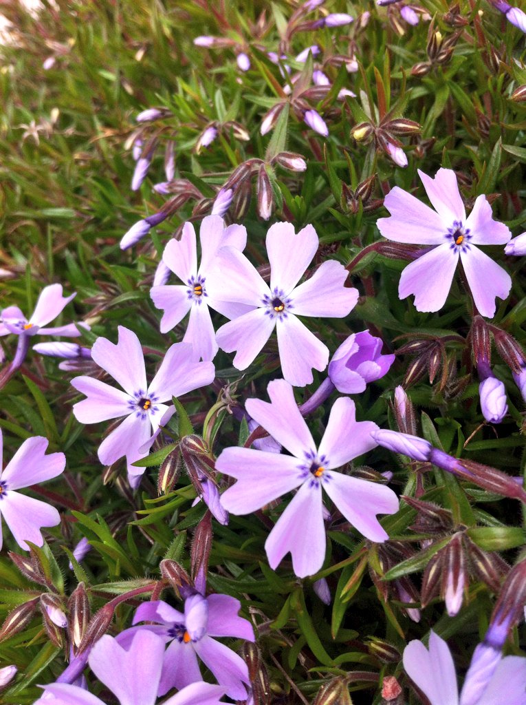 How lovely the silence of growing things ! #gardening #flowers #spring #inlovewithflowers