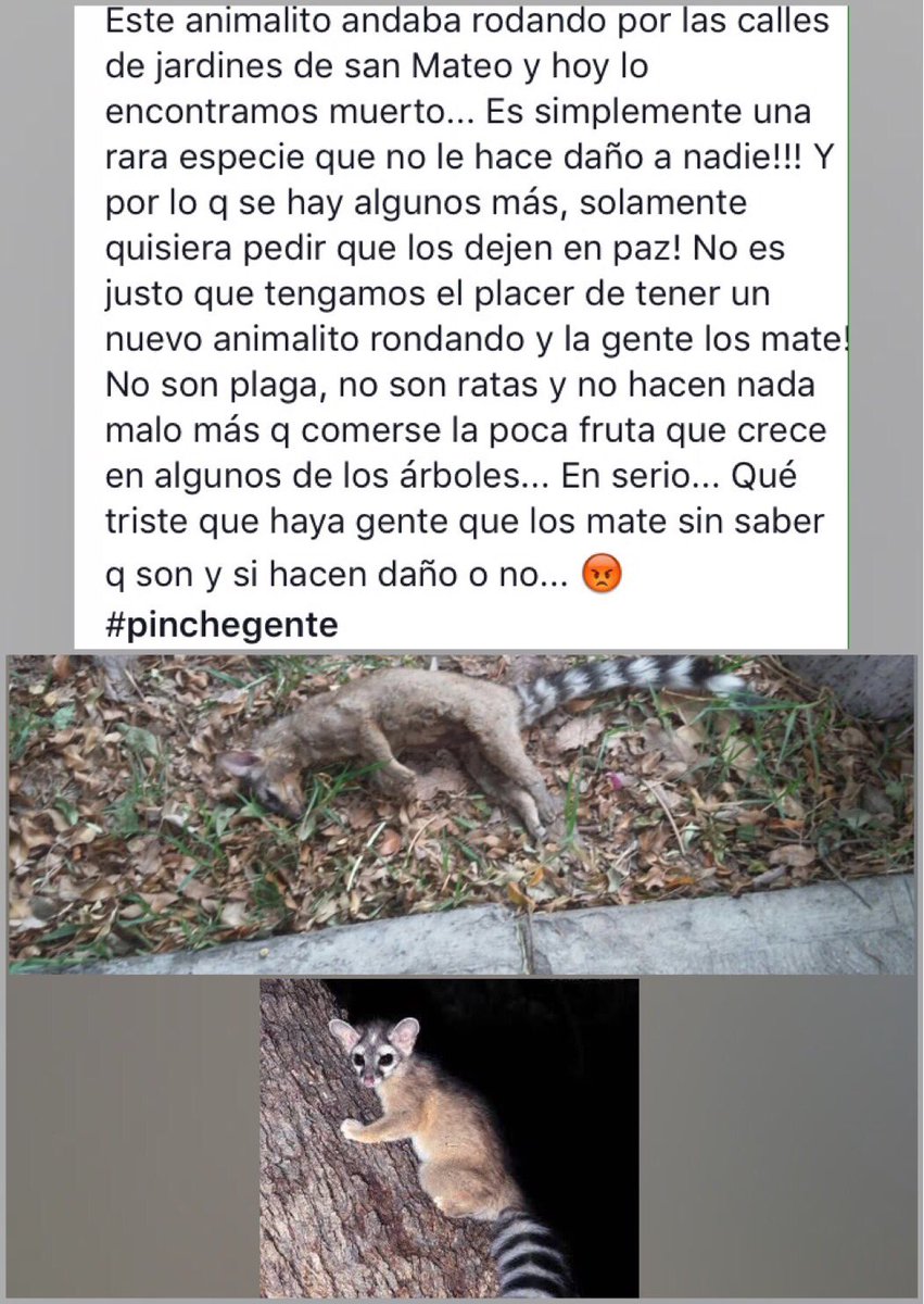 Gabilu0407's tweet photo. Solo pido que los dejen en paz!  :( RT Plis @cuidado_animall https://t.co/4NuTrd8jTj