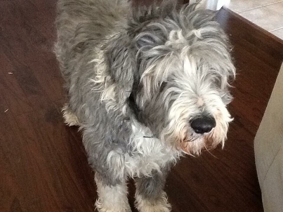 ALimeyInTexas's tweet photo. Elect @brynchamberss President because her dog died (last year)
#BrynToWin
@AllenEscadrille https://t.co/uVG9qMql3K