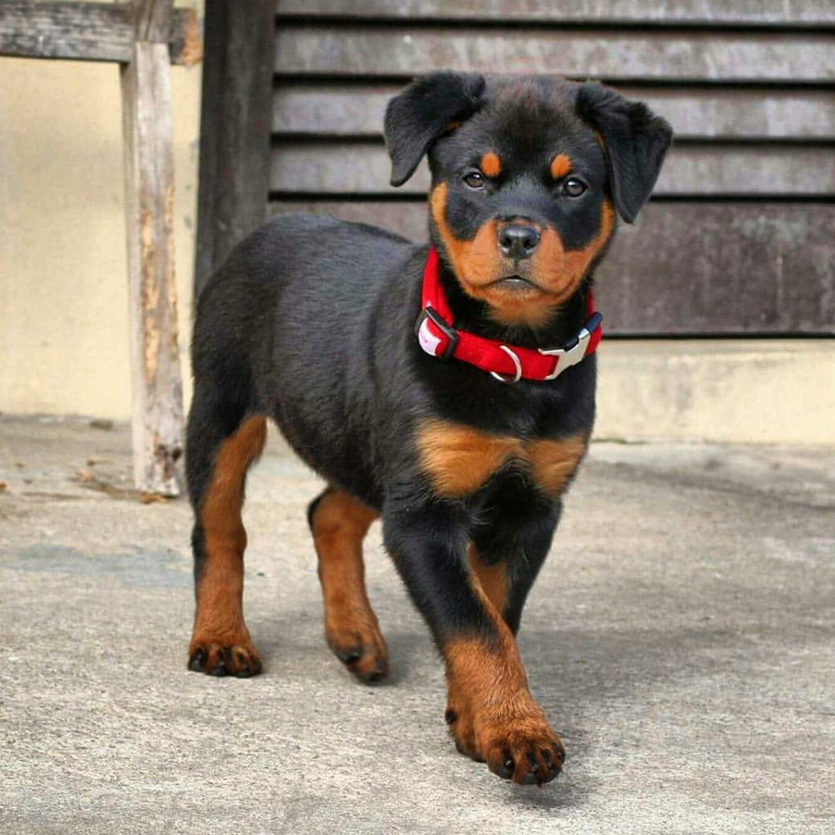 RottweilerFans's tweet photo. #rottweilerfans #rottweiler #rottweilers #rottie #amazingrottweiler https://t.co/Din13f5Exa