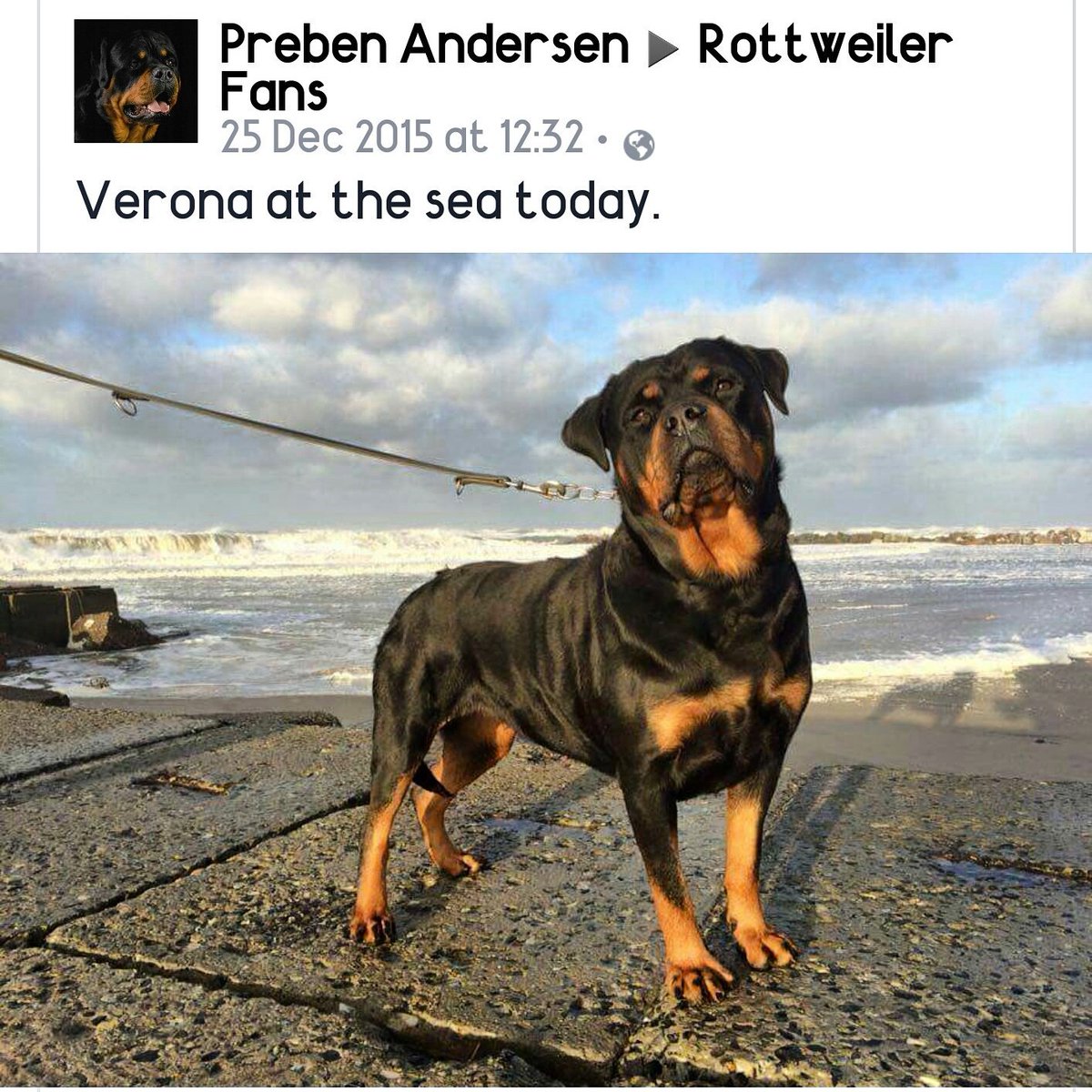 RottweilerFans's tweet photo. #rottweilerfans #rottweiler #rottweilers #dogoftheday #rottie https://t.co/yJsiUYHpGf