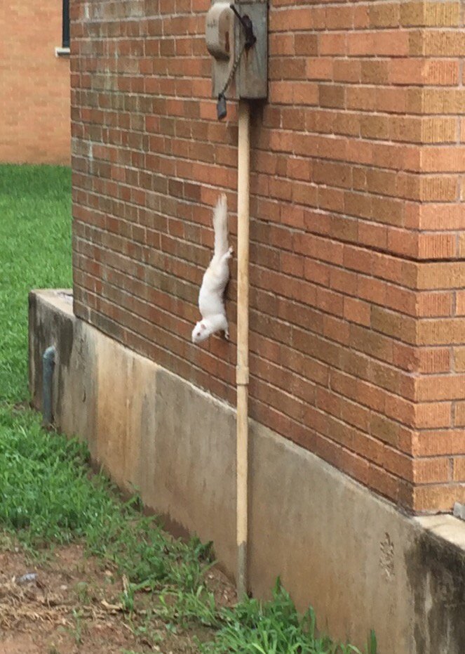 UpwardCALLUNT's tweet photo. This little guy was spotted today. The mysterious albino squirrel. #UNT #campus https://t.co/HbkzAVi16M