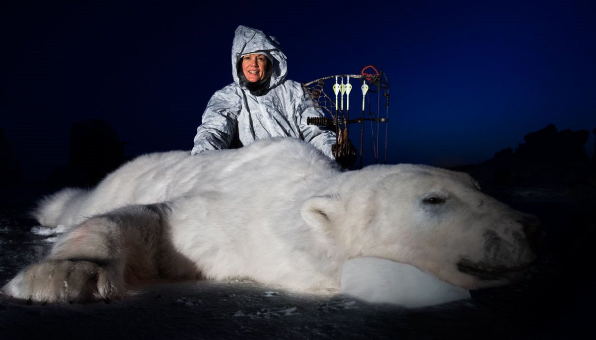 Quad_Finn's tweet photo. BREAKING: U.S. Government Stops Trying to Ban Trade in Polar Bears https://t.co/jJ5o0wEAKt https://t.co/spka84OmPi