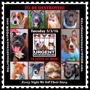 southernpride50's tweet photo. TO BE DESTROYED 05/03/16 https://t.co/6ZMNeBWe6R https://t.co/eKydMhL2q4