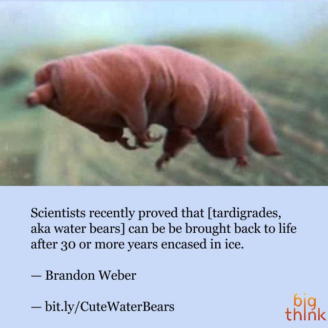 ideainsider's tweet photo. @BrandonWeber_UP: scientists prove micro-animals can live after 30 yrs in ice https://t.co/AxCnOopWpd @BigThink https://t.co/9AJIAJs5KD