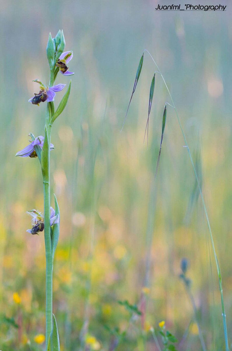 juanfml_'s tweet photo. ophrys apifera #doñanaimpressions #doñana #orquídeas #macro #beautiful #sentirhuelva #fotografía #primavera https://t.co/mobSUIaToi