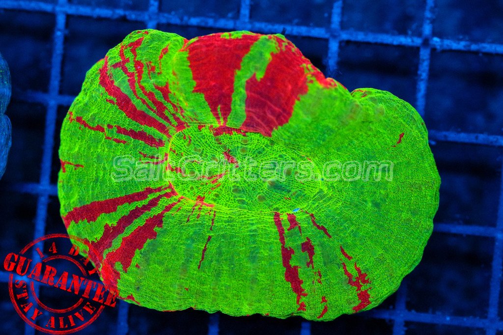 CPI__'s tweet photo. Hey @ryenlung the #coralpreservationinitiative store just opened! Go check out some of our crazy frags! https://t.co/9qstFbLJRY