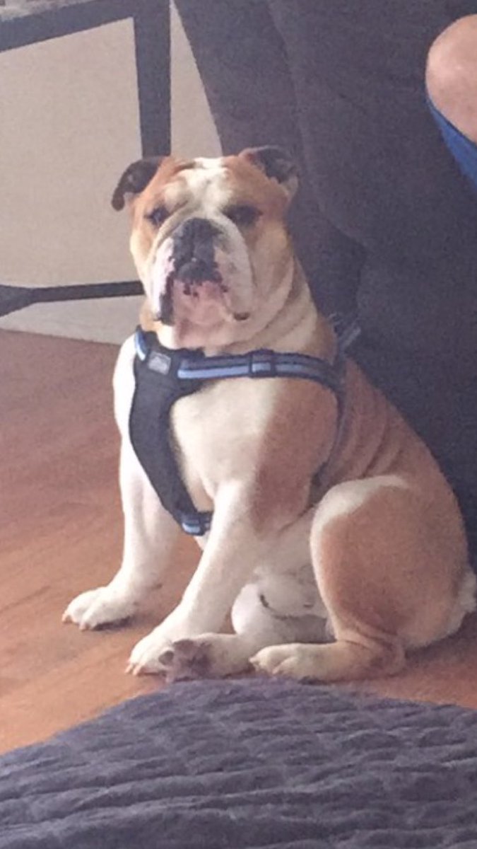 MightyThor617's tweet photo. @ZoeytheBulldog I is here me luff!! #princessZoey #princeThor https://t.co/bBObT0wLXK