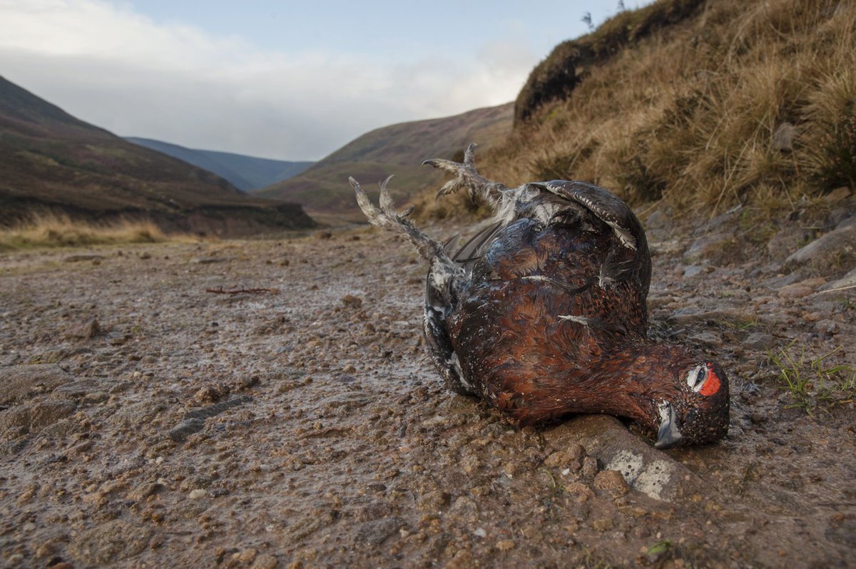 ASPaton's tweet photo. Time to re-set the agenda: Less game &amp; More wildlife in Scotland @scotgov #RWP21 https://t.co/9i5S6pXbMZ