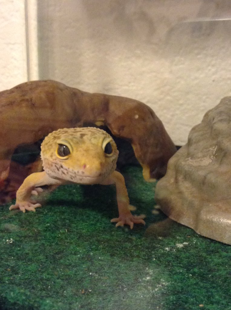 Anna_Wolf03's tweet photo. Does anyone know what's up with Charlie!? What's that on his nose??? (Pic one before - Pic two now) https://t.co/TjjAZcK0X7