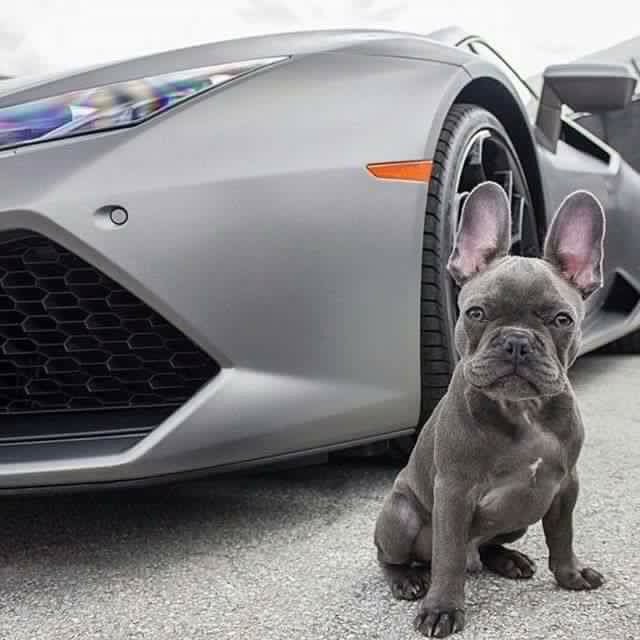 BillionMagazine's tweet photo. "It's not the size of the dog in the fight, it's the size of the fight in the dog."

Mark Twain https://t.co/idC6d11KnG