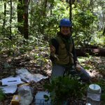 Photo by Richard Cobb (@forestpathogens)