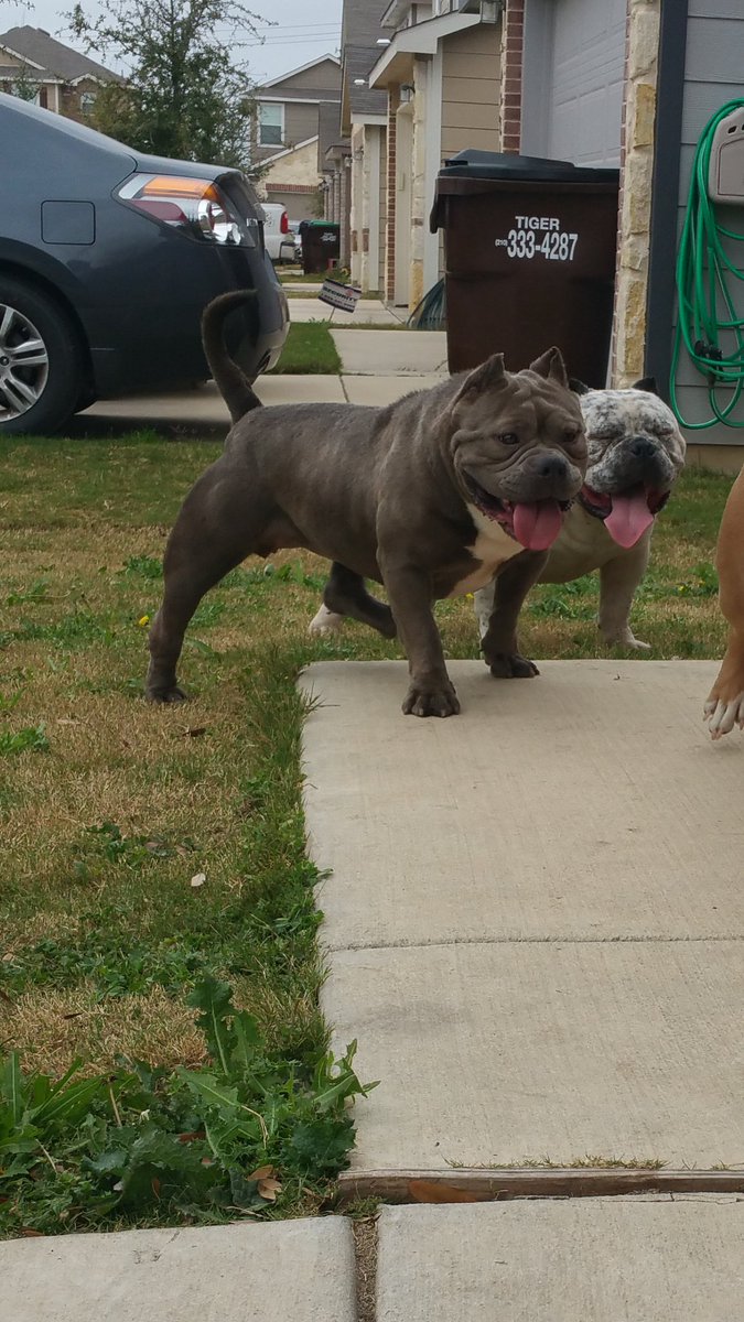 goodlow's tweet photo. Pups here, Kratos meets Dax https://t.co/7ObkQIimAq