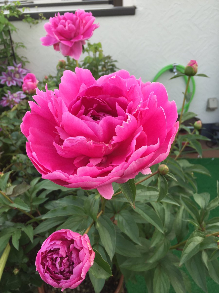 Joy Alfredo Mino Wankohina Keizou55 Good Morning Wow Beautiful Peony 牡丹花 Blossom In Your Home Thank You Good Day