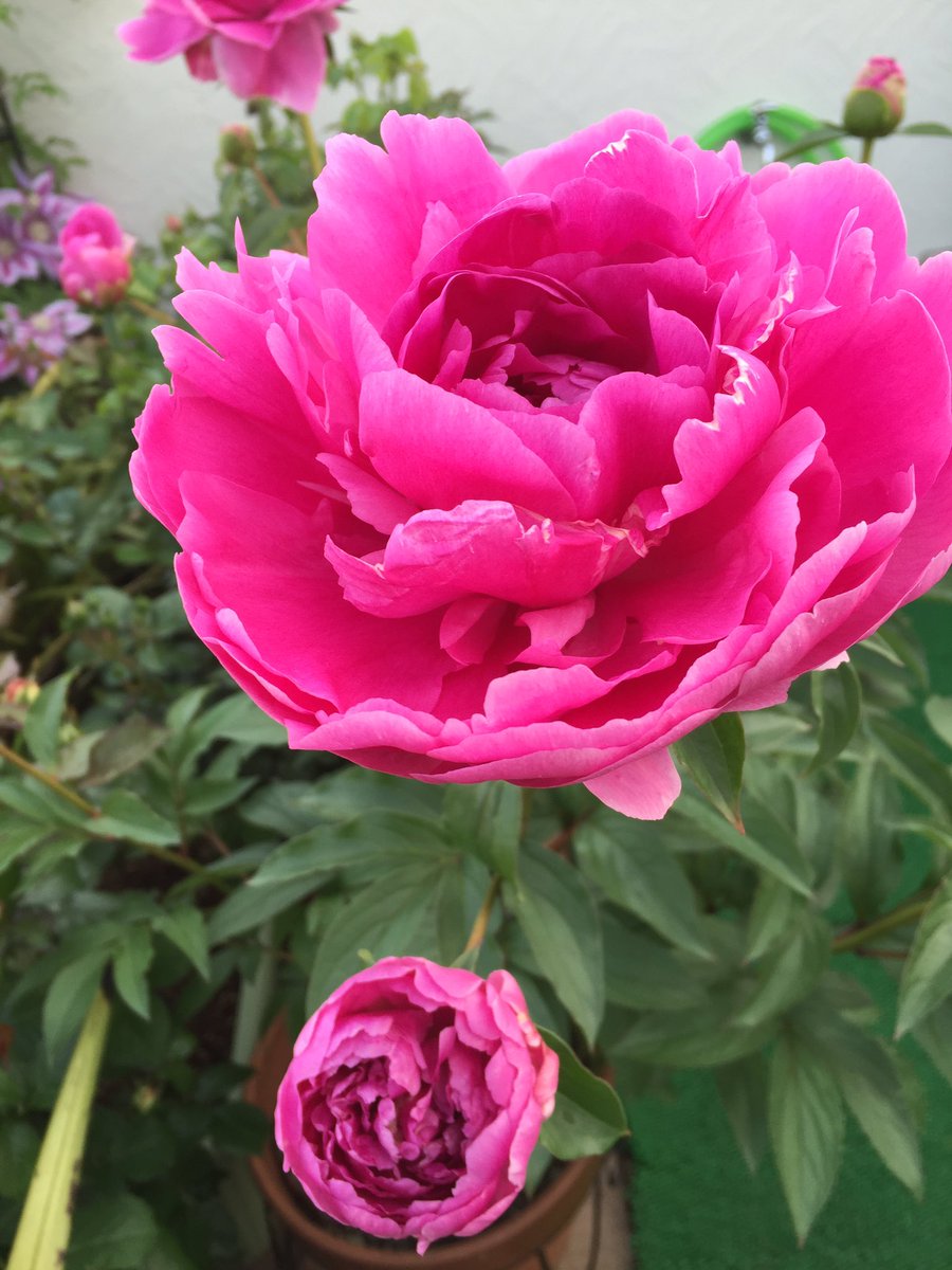 Joy Alfredo Mino Wankohina Keizou55 Good Morning Wow Beautiful Peony 牡丹花 Blossom In Your Home Thank You Good Day