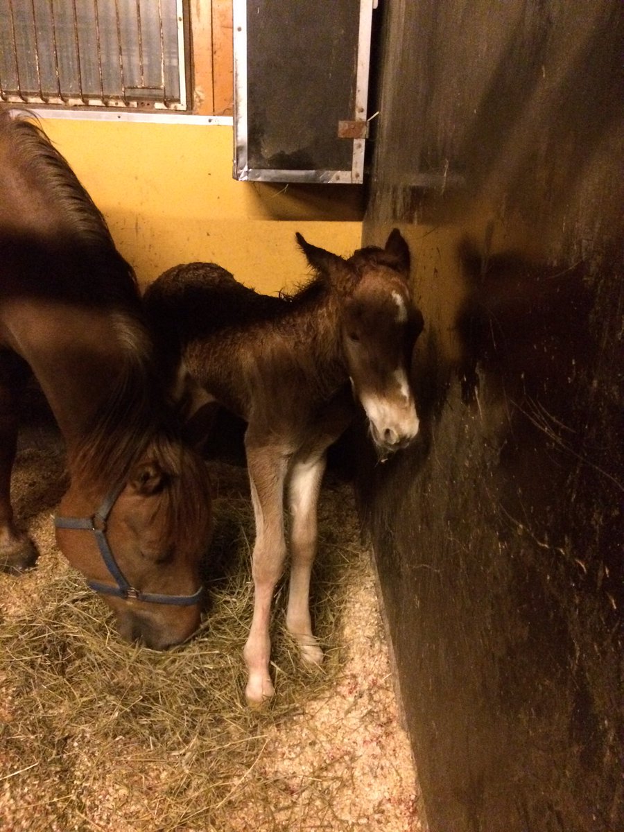 Niin kai se vaan menee että toiset lähtee ja toiset tulee. Tämä reipas tyttö vahdittu maailmaan ❤️ #kallenmuistolle