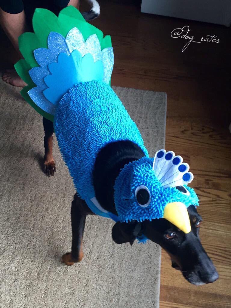 dog_rates's tweet photo. I swear to god if we get sent another Blue Madagascan Peacock we'll deactivate. We 👏 Only 👏 Rate 👏 Dogs... 9/10 https://t.co/bbta2Q4URK